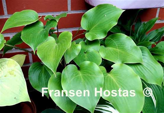 Hosta Urajiro Hachijo